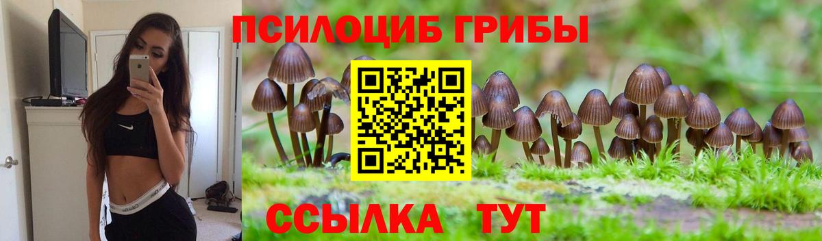 где купить наркоту  Вход с VPN  Зеленогорск  Галлюциногенные грибы Psilocybe  Псилоцибиновые грибы прущие грибы 